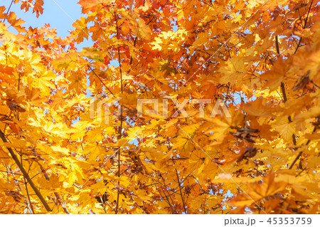 autumn yellow leaves textured background sunny light 45353759
