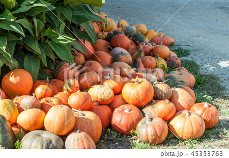 pile of diferent pumpkins in farm garden pile of diferent pumpkins in farm garden 45353763