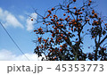 柿の木と秋空 45353773