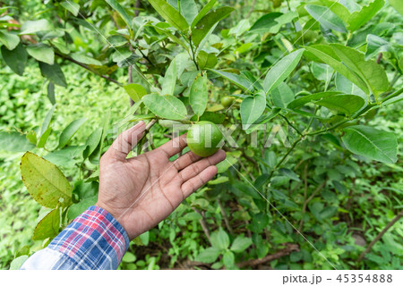 Hand Gardeners Catch lime green on a tree Hand Gardeners Catch lime green on a tree 45354888