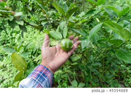 Hand Gardeners Catch lime green on a tree Hand Gardeners Catch lime green on a tree 45354889