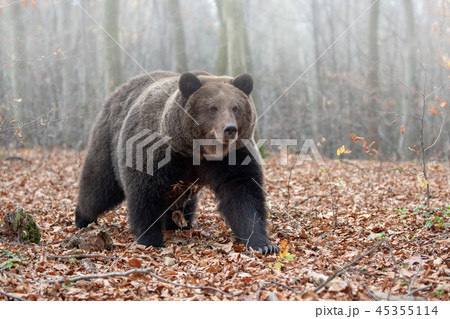 Bear in autumn forest Bear in autumn forest 45355114