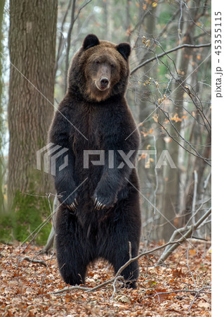 Bear standing on his hind legs i autumn forest 45355115