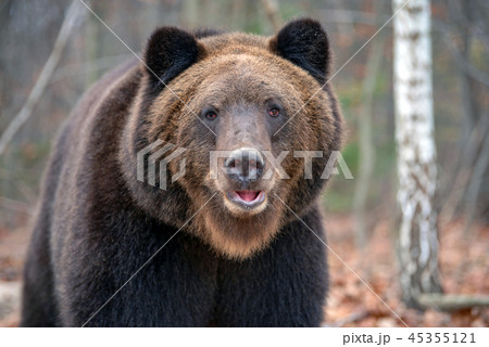 Portrait bear in autumn forest Portrait bear in autumn forest 45355121