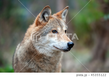 Portrait wolf in autumn forest 45355122