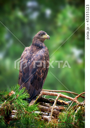 Eagle sitting on a pine 45355123