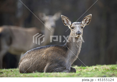 Female roe deer lies in a forest 45355124