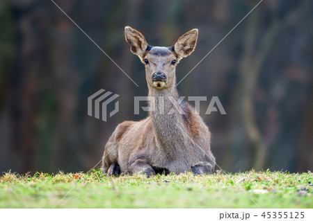 Female roe deer lies in a forest Female roe deer lies in a forest 45355125
