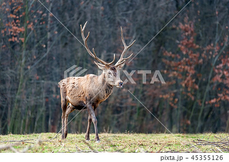 Roe deer standing in autumn forest Roe deer standing in autumn forest 45355126
