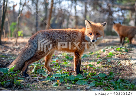 Close red fox in forest Close red fox in forest 45355127