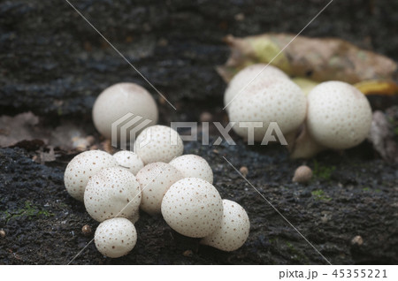 Puffball mushrooms on a stump 45355221