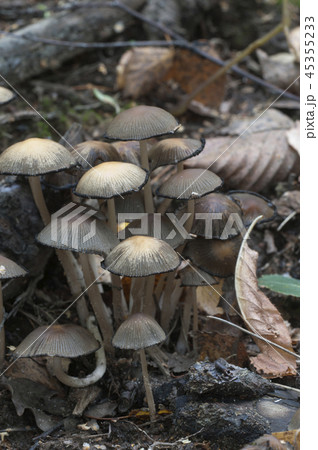 Coprinus micaceus mushroom Coprinus micaceus mushroom 45355233