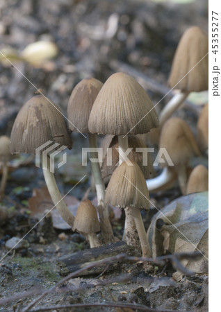Coprinus micaceus mushroom 45355277