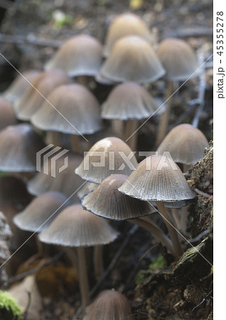 Coprinus micaceus mushroom 45355278