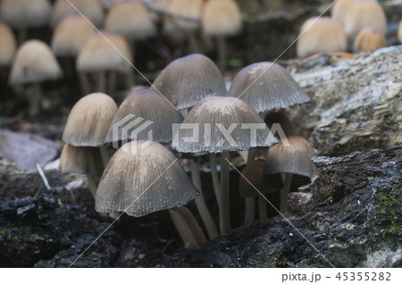 Coprinus micaceus mushroom 45355282