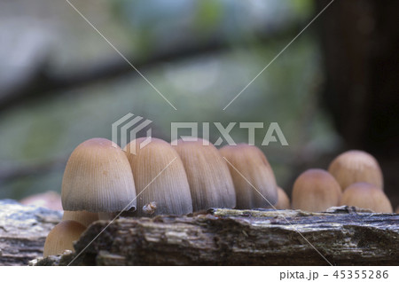 Coprinus micaceus mushroom Coprinus micaceus mushroom 45355286