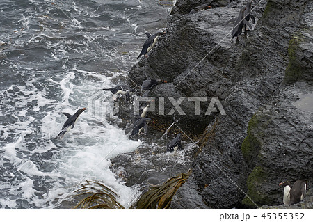 Rockhopper Penguins coming ashore 45355352
