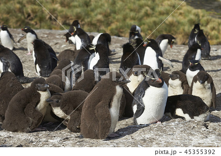 Rockhopper Penguins on Bleaker Island 45355392