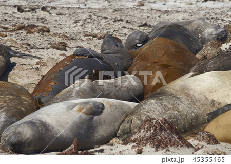Group of Southern Elephant Seals 45355465