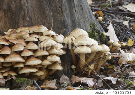 Pholiota alnicola mushrooms 45355753