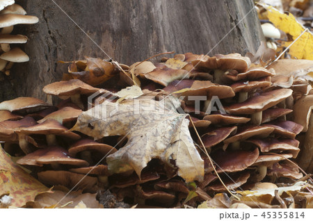 Pholiota alnicola mushrooms 45355814