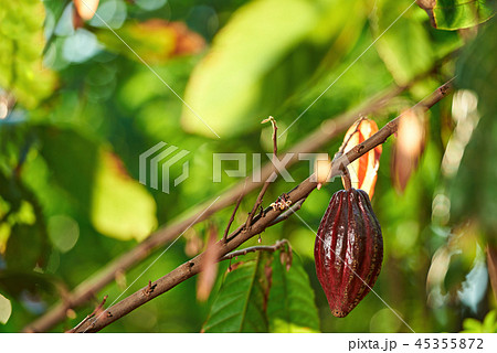 Red cocoa pod fruit 45355872