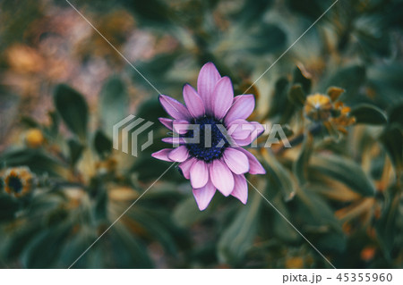 Closeup of lilac flower of osteospermum ecklonis 45355960