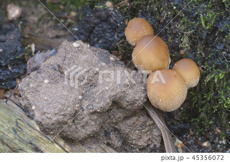 Coprinus micaceus mushroom 45356072