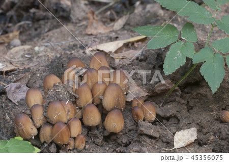 Coprinus micaceus mushroom 45356075