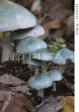 Stropharia caerulea mushrooms Stropharia caerulea mushrooms 45356193