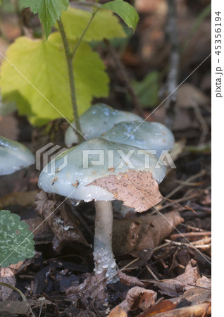 Stropharia caerulea mushrooms Stropharia caerulea mushrooms 45356194