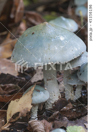 Stropharia caerulea mushrooms Stropharia caerulea mushrooms 45356196