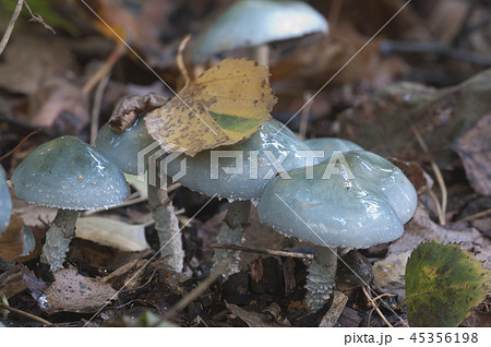 Stropharia caerulea mushrooms Stropharia caerulea mushrooms 45356198