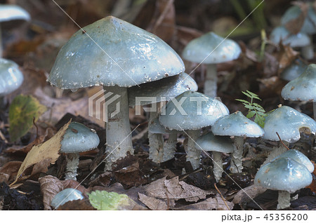 Stropharia caerulea mushrooms Stropharia caerulea mushrooms 45356200