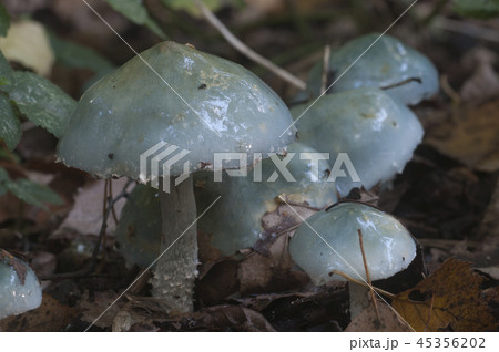 Stropharia caerulea mushrooms Stropharia caerulea mushrooms 45356202