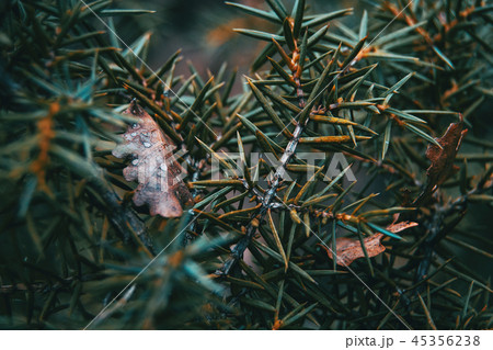 Abstract forms made with the leaves of a bush 45356238
