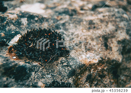 closeup of a small piece of moss on top 45356239