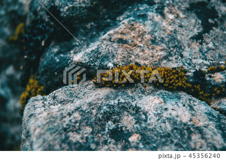 Closeup of sedum among rocks Closeup of sedum among rocks 45356240