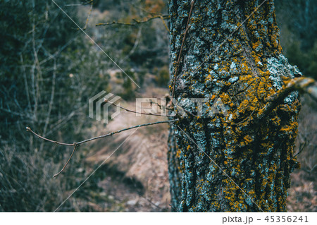 Closeup of the bark of a trunk 45356241