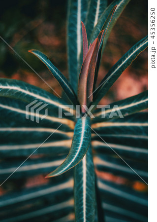 Euphorbia leaves in the nature 45356250