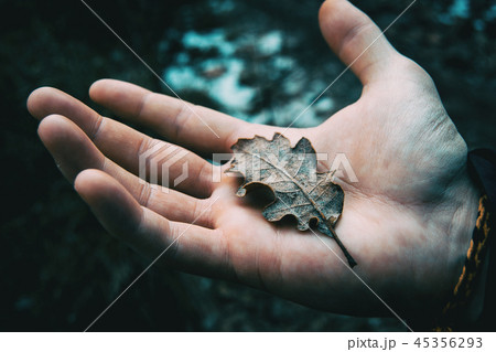 Closeup of a man's hand holding a dried leaf 45356293