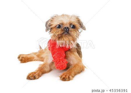 Brussels Griffon puppy in red scarf 45356391