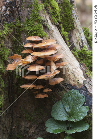 Flammulina velutipes mushrooms Flammulina velutipes mushrooms 45356406