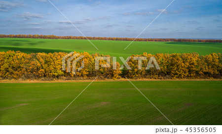 Aerial view of the large wheat field in autumn. Amazing landscape with trees with red and orange Aerial view of the large wheat field in autumn. Amazing landscape with trees with red and orange 45356505