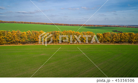 Aerial view of the large wheat field in autumn. Amazing landscape with trees with red and orange Aerial view of the large wheat field in autumn. Amazing landscape with trees with red and orange 45356506