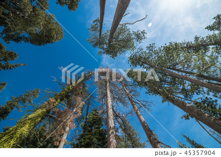 Pine trees forest against blue sky in Yosemite Nat Pine trees forest against blue sky in Yosemite Nat 45357904