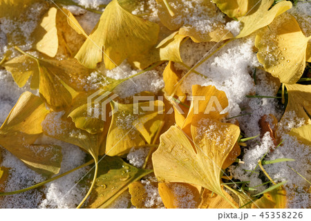 Yellow Ginkgo Biloba leaves under snow Yellow Ginkgo Biloba leaves under snow 45358226