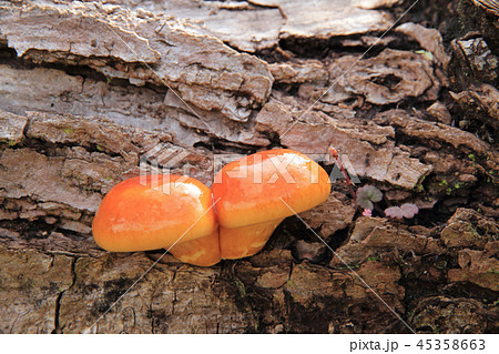 天然なめこ 45358663