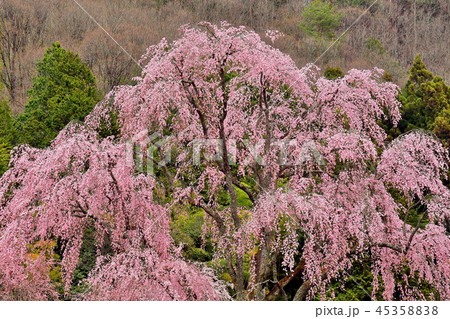 長野県喬木村の氏乗のしだれ桜 45358838
