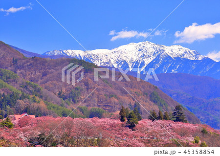 高遠城址公園の桜と残雪の南アルプス 45358854